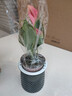 红掌盆栽白粉掌一帆风顺带花特大号花卉室内客厅面水培植物好养 约30cm粉掌-灰色繁星吸水盆 带盆栽好 实拍图