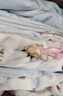 富安娜床笠四件套法兰绒保暖床笠被套冬季防静电双人加大床品230*229cm 实拍图