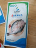 仙泉湖三去白蕉海鲈鱼1斤/条净膛冷冻刺少肉厚珠海特产500g生鲜年货食材 实拍图