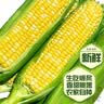 京鲜生&黑熊查克黑糯玉米3.2斤代餐低脂杂粮含花青素 真空包装源头直发 实拍图
