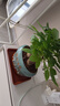 【绿萝盆栽】吸甲醛净化空气水培绿植物懒人花卉好养搬家礼物全 【乔迁之喜】5年粗壮三杆发财树+招财进宝元宝陶瓷盆 整体含盆高度20-25cm 实拍图