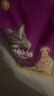 伟嘉猫粮成猫 金装升级营养加油站2kg海洋鱼 名目靓毛夹心粮蓝猫英短 实拍图