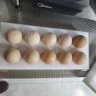京鲜生鲜鸡蛋10枚/盒 健康轻食 营养健康1斤/盒 源头直发  实拍图