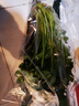有机香菜50g 实拍图