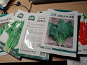 北蔬 各种蔬菜种子生菜菠菜香菜小香葱芹菜阳台四季菜籽 12种蔬菜种子 实拍图