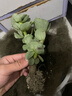 多肉植物 多肉精选老桩蒂亚吸财树办公室室内阳台红宝石群生多头 金钱木【3-5头】 实拍图