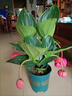寄春荷兰进口宝莲灯花盆栽带花苞办公室内圆叶高档名贵花卉绿植物四季 2盆圆叶宝莲灯(原盆)带2个花苞 带盆栽好 晒单实拍图