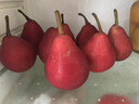 2025现摘红啤梨红皮梨啤酒梨子新鲜水果当季水果梨子 5斤大果包邮 5斤 单果70-90g 实拍图