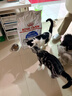 皇家室内成猫粮 I27 通用粮 12月以上 10KG 实拍图