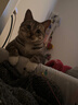 弗列加特猫罐头猫主食罐头猫零食98%高含肉量PMR生骨肉 成猫幼猫罐头通用 【生骨肉】混合口味95g*30罐 实拍图