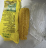 十月稻田 黄糯玉米 1根 220g 东北粘玉米棒 低脂早餐 杂粮粗粮 实拍图