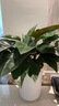 叹为观止大型植物发财树各种大颗盆栽开业乔迁客厅办公室内好养大型花卉 金钻【60-80厘米】 含盆 实拍图