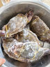 梭子蟹鲜活特大野生舟山大螃蟹海鲜新鲜冷冻海蟹水产飞蟹白蟹顺丰 3-5两/只 【净重3斤舟山梭子蟹】 实拍图