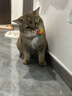 华元宠具（hoopet）猫咪悠悠球电动智能升降挂门逗猫玩具悬挂式弹力绳自嗨解闷逗猫棒 实拍图