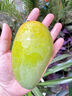 京鲜生新鲜玉芒  净重3斤 单果300g＋ 新鲜水果 源头直发包邮 实拍图