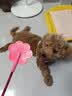 波奇多 宠物爱心拍 大号(62cm)打狗棍训犬皮鞭子马犬训练猫轻便训狗神器 实拍图