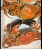 【活蟹】蟹宗大闸蟹鲜活螃蟹河蟹现货全母3.5-3.8两8只去绳足重水产生鲜海鲜礼品礼盒 实拍图