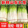 正宗山东大葱精品新鲜甜脆山东铁杆大葱特产蔬菜 新鲜大葱【2斤】 实拍图