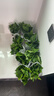 双盟 绿萝盆栽除甲醛花卉绿植办公室新房净化空气110款10盆装源头直发 实拍图