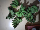 广西小米蕉小香蕉自然熟迷你香蕉苹果蕉小芭蕉新鲜水果特产鸡蕉 小米蕉 9斤 泡沫箱打包 实拍图