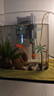 宠街坊鱼缸一体缸造景生态小鱼缸桌面水族箱金鱼斗鱼PET透明鱼缸送礼 实拍图