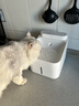米家无线智能宠物饮水机2 小米猫咪饮水机喂水器自动循环 猫咪喂水机 实拍图