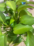 双盟绿萝盆栽除甲醛花卉绿植办公室新房净化空气180加仑4盆装源头直发 实拍图
