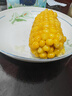 京鲜生东北黄玉米棒200g×8棒25年新玉米 真空黏玉米 多种包装 源头直发 实拍图