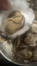 蜀皇乳山生蚝鲜活特大牡蛎海鲜5斤净重XL(28-38个)源头直发包 邮 实拍图