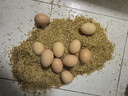 芮瑞 农家散养新鲜现捡土鸡蛋笨鸡蛋谷物柴鸡蛋初生蛋 单枚40g±3g 10枚 实拍图