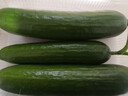 【水果菜】荷兰水果黄瓜约400g 实拍图