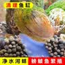专吃鱼屎粪便黄金小河蚌河蚬淡净水观赏螺鲜活物黑金刚贝壳苗活体 3-6厘米河蚌4个送2个备损 实拍图