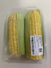 【炖煮季】黄粒甜玉米约800g 实拍图