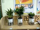 花翁栀子花盆栽四季开花卉大全树苗室内绿植好养易活金钻源头直发 实拍图