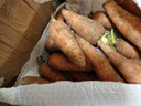 京喜加新鲜胡萝卜当季农家自种萝卜脆爽多汁水果蔬菜 新鲜胡萝卜 5斤 带箱 100g起/支 实拍图