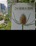 DK植物大百科（新版）典藏级植物图谱 探索植物秘密 京东自营正版 实拍图