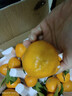 三萌果蔬不知火丑橘 四川当季新鲜丑八怪粑粑柑橘子水果整箱送礼 5斤优选装【单果60mm+】净重4.5斤 实拍图