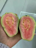 京鲜生 红心珍珠芭乐 番石榴 净重3斤 单果150g+ 生鲜水果礼盒 实拍图