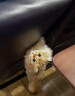 灵宠物语逗猫棒猫玩具小猫咪玩具自嗨解闷逗猫玩具360°旋转成幼猫咪用品 实拍图