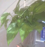 双盟 绿萝盆栽除甲醛花卉绿植办公室新房净化空气110款10盆装源头直发 实拍图