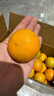 京鲜生 广西皇帝柑 贡柑 净重8斤 单果55mm+ 新鲜水果 源头直发包邮 实拍图