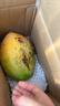 玖原农珍 四川攀枝花凯特芒果净果4.5-5斤优选芒果350g+ 当季新鲜水果 实拍图