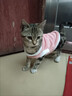 宜品达QC猫咪衣服保暖秋冬季布偶猫背心绒衣宠物小型犬狗狗小猫幼猫 高品质兔毛绒-粉色 L (6-9斤内) 实拍图