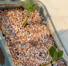 史丹利彩色陶粒垫底养花专用水培花盆种花颗粒铺面园艺土陶土粒球3斤 实拍图