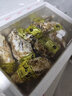 蜀皇 乳山生蚝鲜活大海鲜10斤净重蚝王(10-18只)源头直发包 邮  实拍图