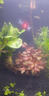 森森（SUNSUN）鱼缸加热棒自动恒温数显石英加温棒防爆水族箱加温器加热器 【升级离水断电】300W数显石英加热棒 实拍图