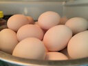 温氏供港L级大码鲜鸡蛋30枚/3.6斤 谷物喂养 无抗生素 生鲜早餐食材 实拍图