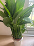 【热销款】白掌一帆风顺盆栽水培植物室内花绿植红掌发财树吸甲醛 特级白掌带花+杏色提拉米苏盆 实拍图