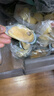 熠兴记新西兰青口贝特大L/M号冷冻原装绿唇贻贝半壳全壳原装进口泰利 907g(净重) 半壳新西兰原装M中号 实拍图