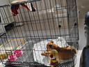 宠乐乖（CHONGLEGUAI）狗笼猫笼狗笼子中小型犬带厕所幼犬折叠便携猫笼子猫咪兔笼850ZG 实拍图